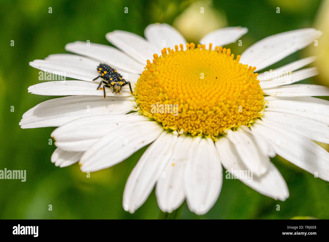 7 avvistato ladybird (Coccinella septempunctata) larva coperto di polline da un grande fiore a margherita (oxeye daisy, leucanthemum vulgare) Foto Stock