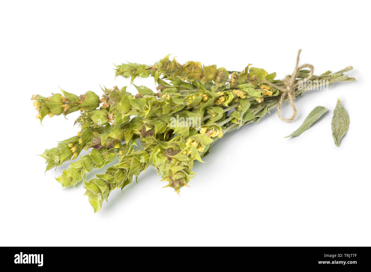 Mazzetto di verde ironwort, sideritus, isolato su sfondo bianco Foto Stock