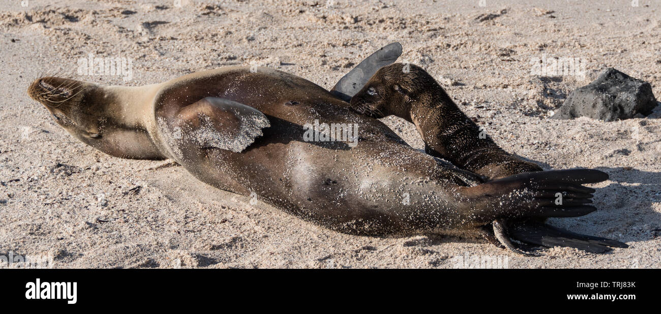 Guarnizione Galapagos Cub allattamento Foto Stock