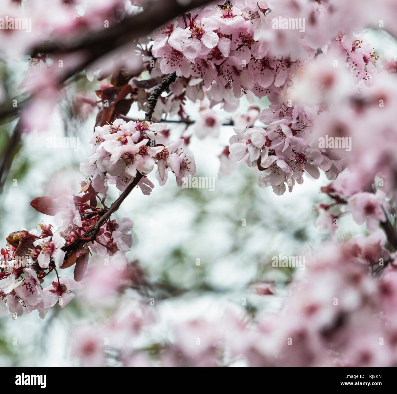 Minuscole gocce di acqua sono sul rosa fiori di ciliegio in una piovosa  giornata d'inverno Foto stock - Alamy