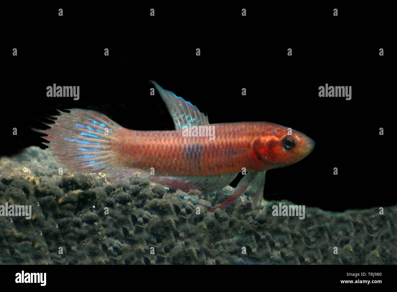 Betta livida, geloso betta Foto Stock