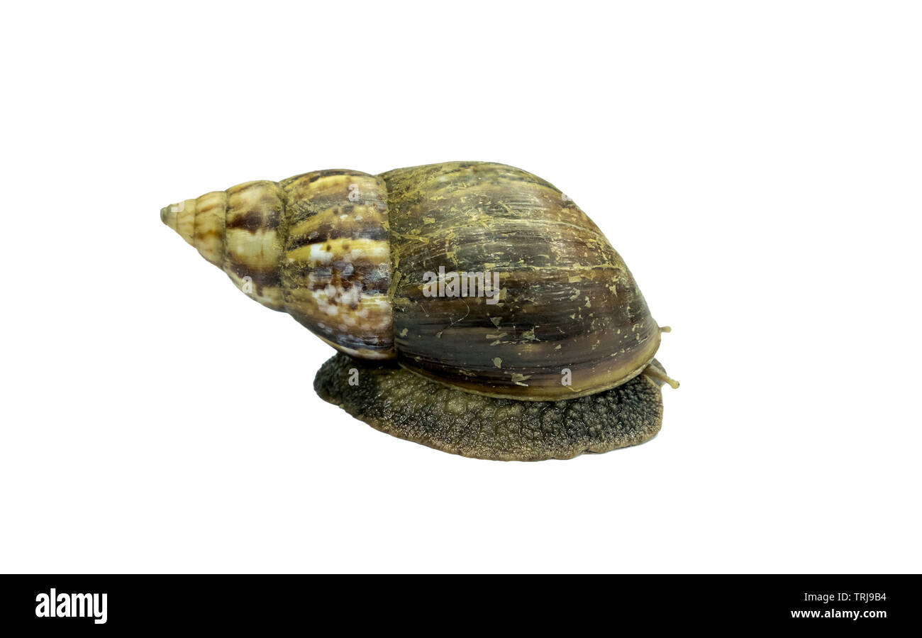 Big brown crawl lumaca lento del capo guscio del rullo Foto Stock