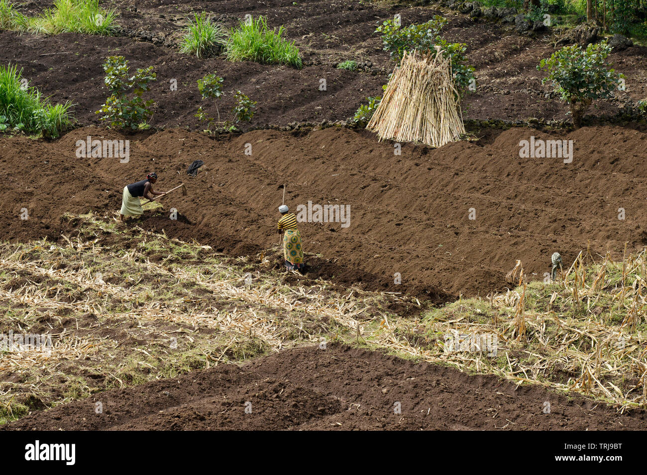 Ruanda, Ruhengeri, piccole aziende agricole, le donne lavorano con la zappa sui loro fattoria, piccola terra patch fare un reddito hard / RUANDA, Ruhengeri, kleinparzellige Landwirtschaft, trotz fruchtbarer Boeden in der Vulkanlandschaft sind die Ertraege gering Foto Stock