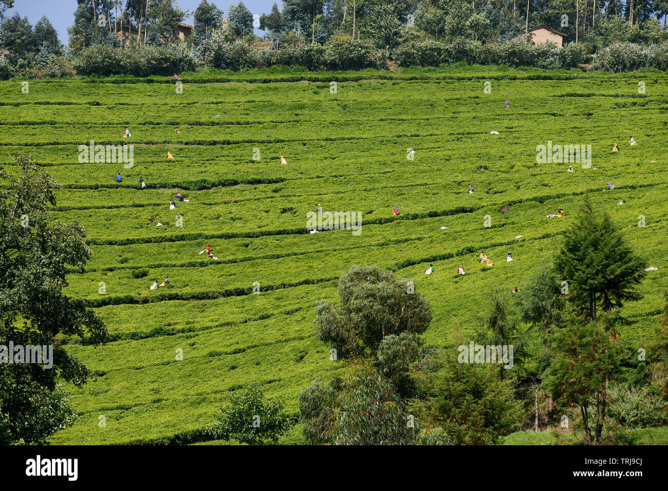 Il Ruanda, piantagione di tè tra Ruhengeri e a Gitarama / RUANDA, Teeplantagen Foto Stock