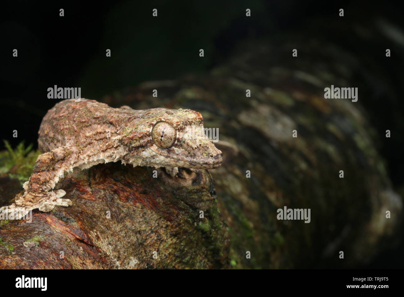 Sabah battenti Gecko, battenti Gecko Foto Stock