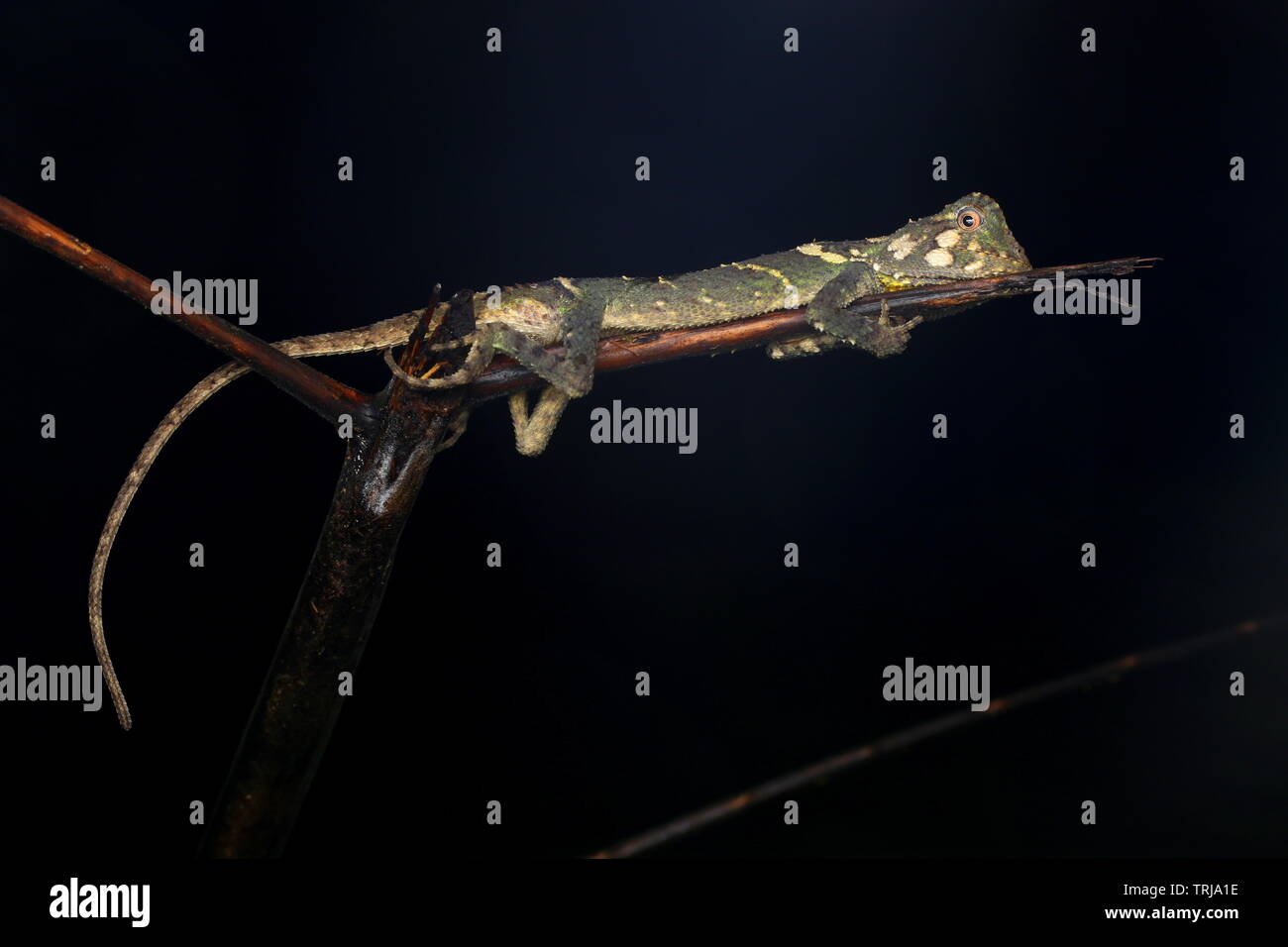 Phoxophrys cephalum, Borneo Foto Stock