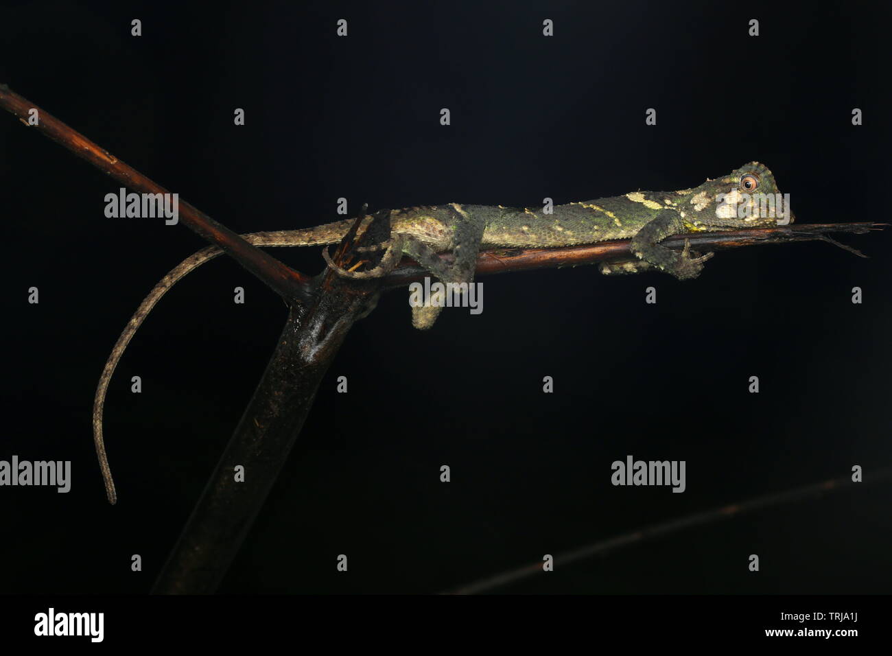 Phoxophrys cephalum, Borneo Foto Stock