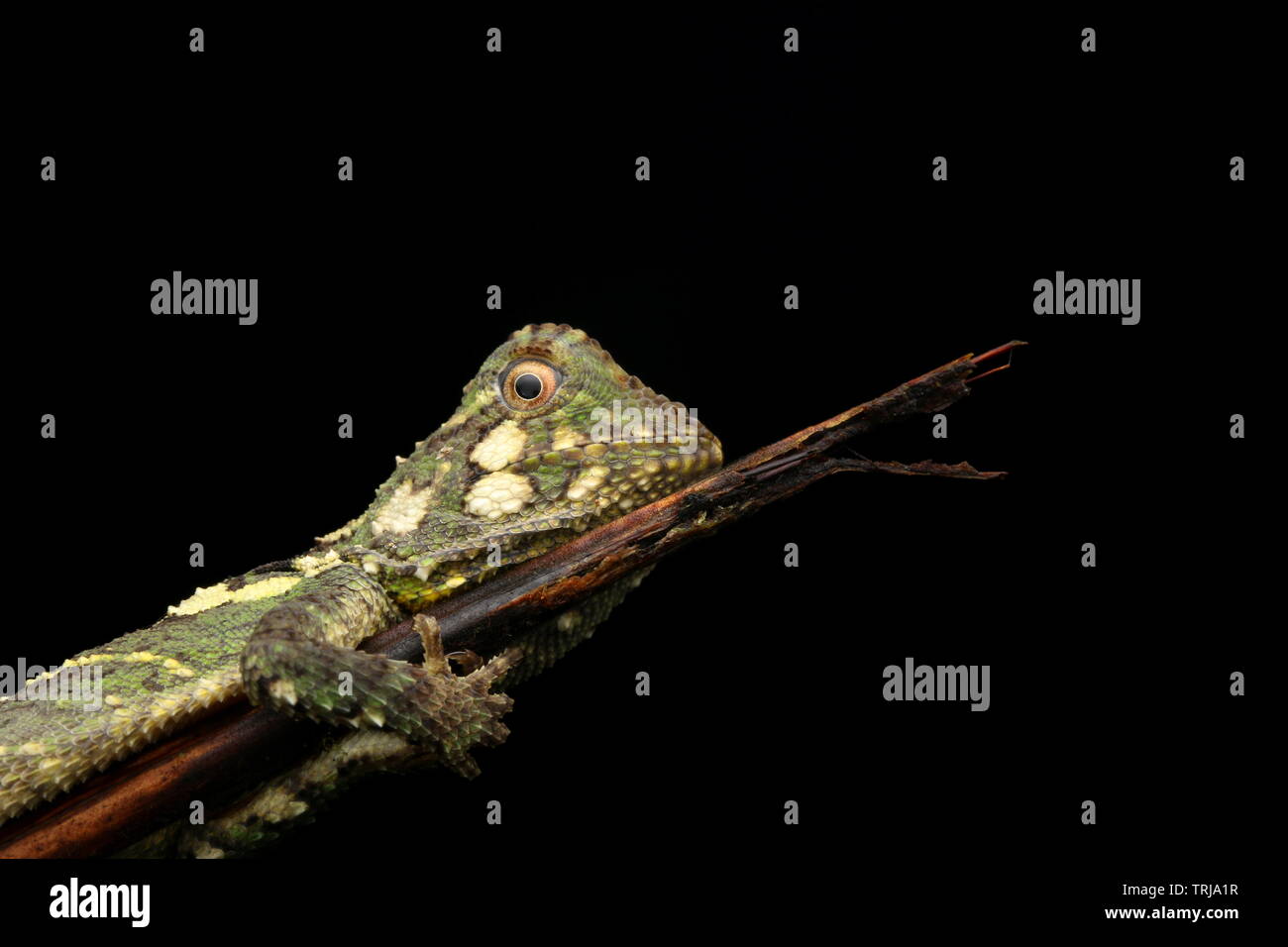 Phoxophrys cephalum, Borneo Foto Stock