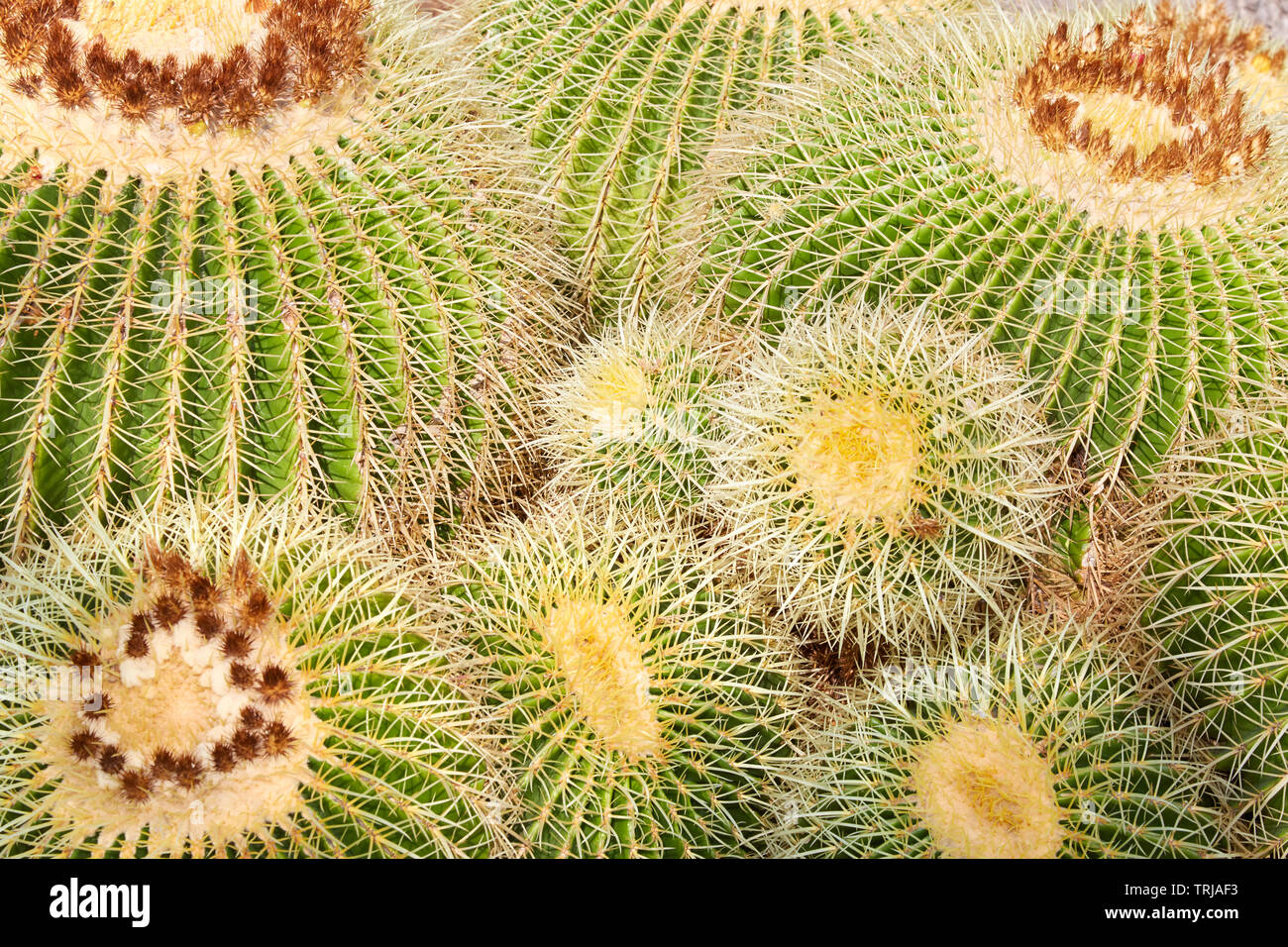 Grusonii Echinacactus, le piante succulente con spine giallo sfondo texture Foto Stock