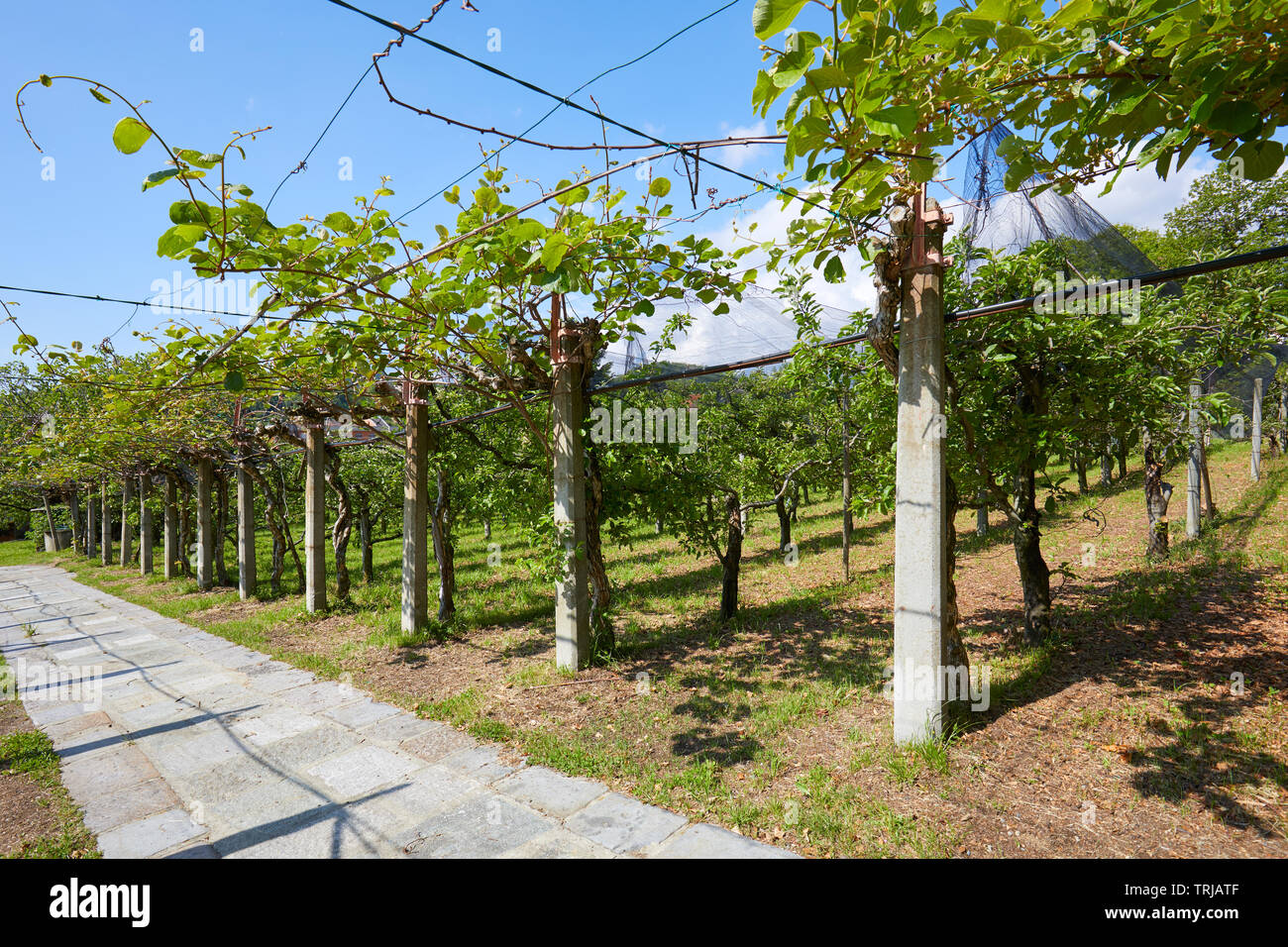 Kiwi e apple orchard e piastrelle di pietra percorso in una soleggiata giornata estiva, Italia Foto Stock