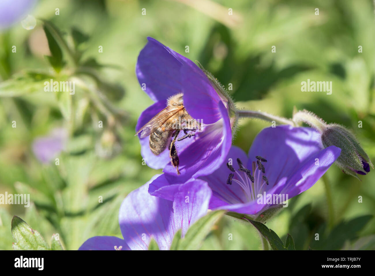 Il miele delle api per raccogliere il polline da geranio, Crawley, West Sussex Foto Stock