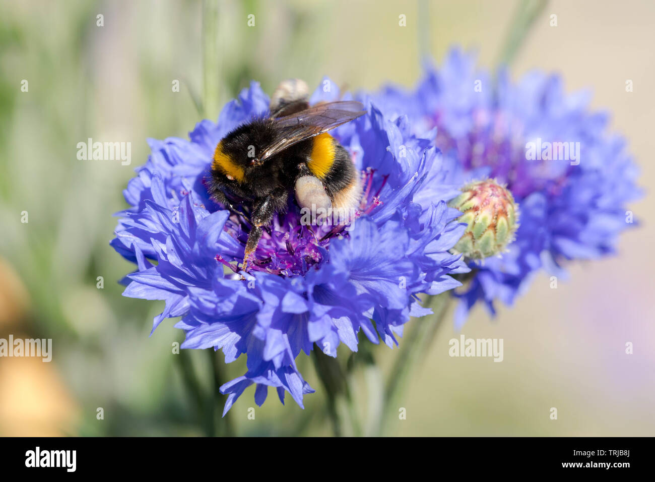 Bumble Bee su il Fiordaliso, Crawley, West Sussex Foto Stock