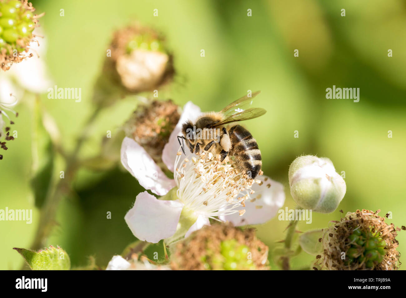 Il miele delle api per raccogliere il polline da Black Berry impianto, Crawley, West Sussex Foto Stock