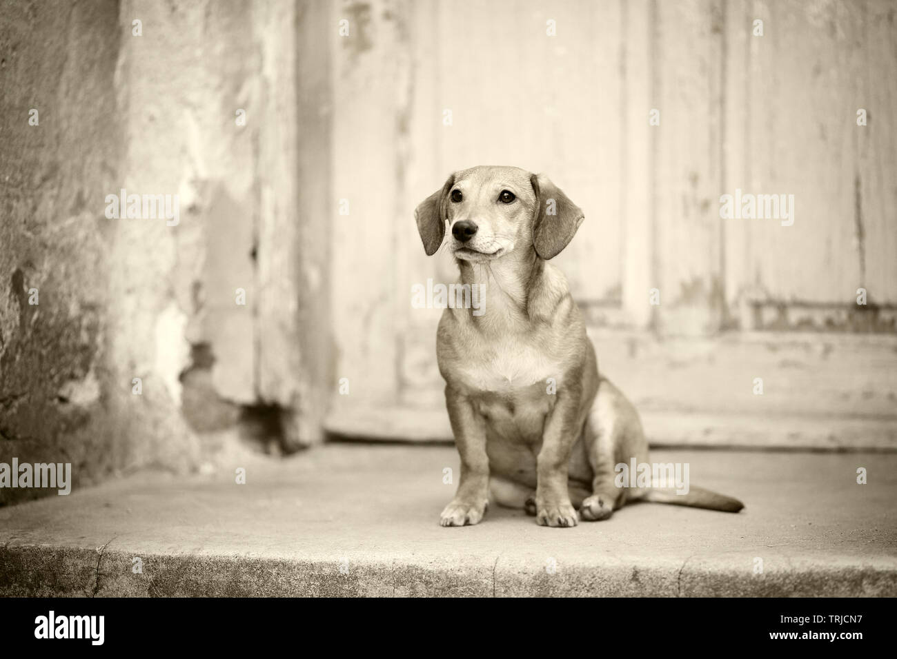 Triste, spaventato e disperato, abbandonata piccolo cane seduto alla porta anteriore di una deserta, quasi demolita house Foto Stock