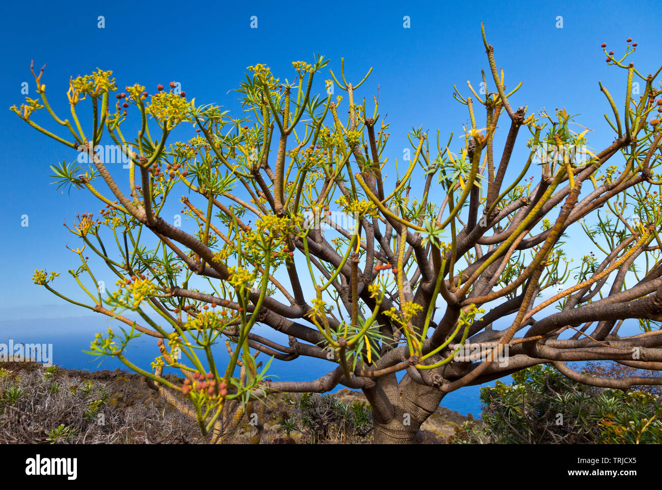 Tabaibas en lave volcánicas. Pueblo Las Caletas. Isla La Palma. Provincia di Santa Cruz. Islas Canarias. España Foto Stock