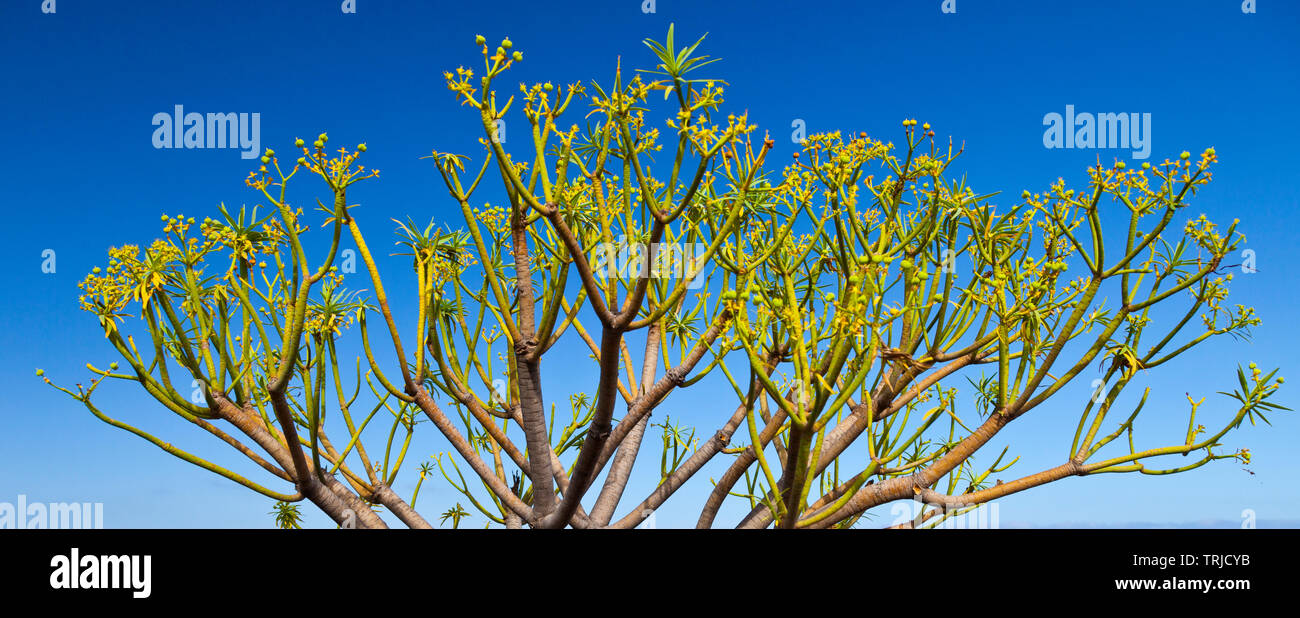 Tabaibas en lave volcánicas. Pueblo Las Caletas. Isla La Palma. Provincia di Santa Cruz. Islas Canarias. España Foto Stock