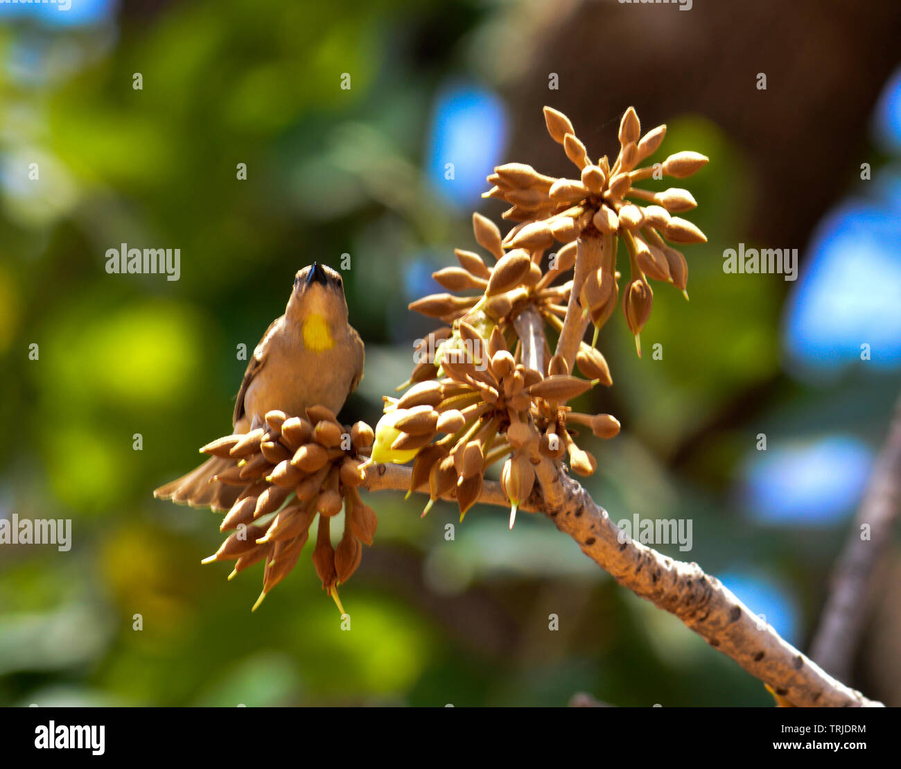 Uccelli ed insetti assaporerete succosa dolce Mahua fiori. Foto Stock