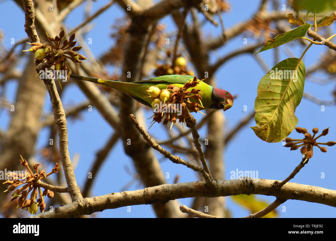 Uccelli ed insetti assaporerete succosa dolce Mahua fiori. Foto Stock