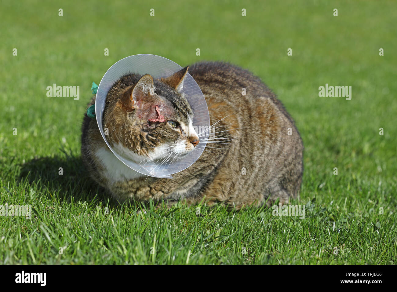 Gatto Malato. Gatto con indosso un cappuccio di buster collare (noto anche come un elizabethan i collari) per proteggerlo da graffi la ferita dopo il funzionamento Foto Stock