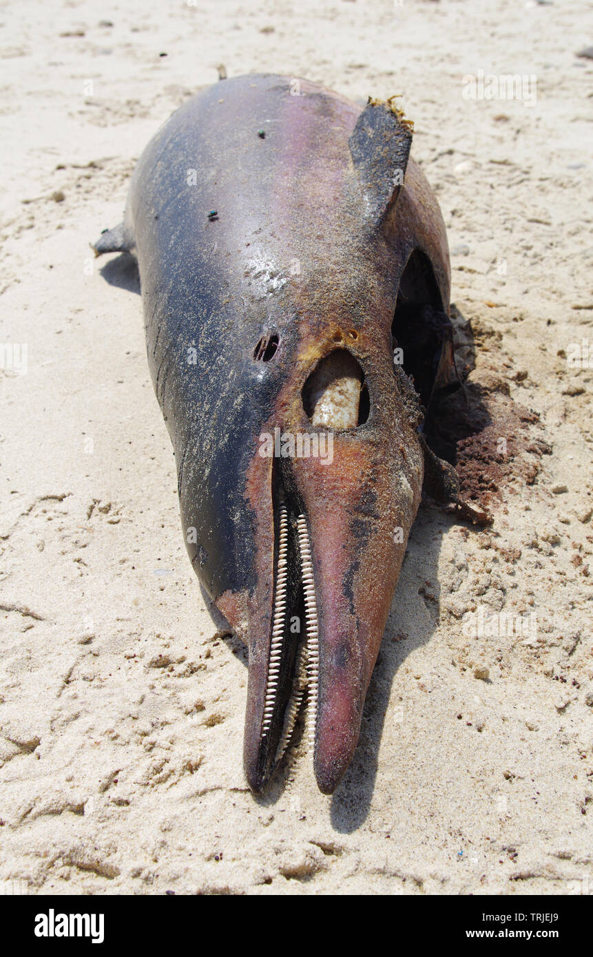 Delfino morto lavato fino a una spiaggia francese Foto Stock