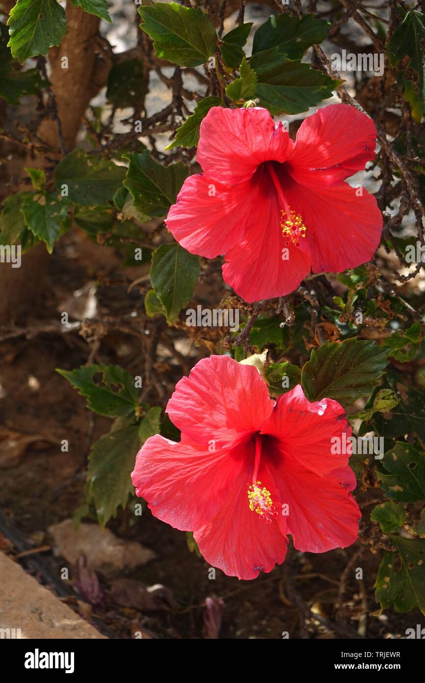 Bel rosso fiori di ibisco in piena fioritura in Corralejo Fuerteventura Las Palmas Spagna Foto Stock