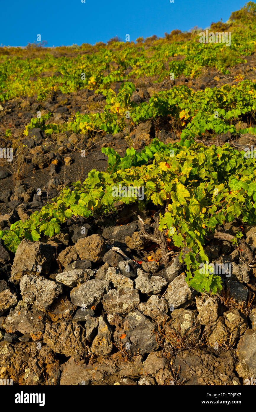 Viñedos de uva malvasía en ladera del volcán San Antonio. Caserío Los Quemados. Pueblo Fuencaliente. Isla La Palma. Provincia di Santa Cruz. Islas Canari Foto Stock