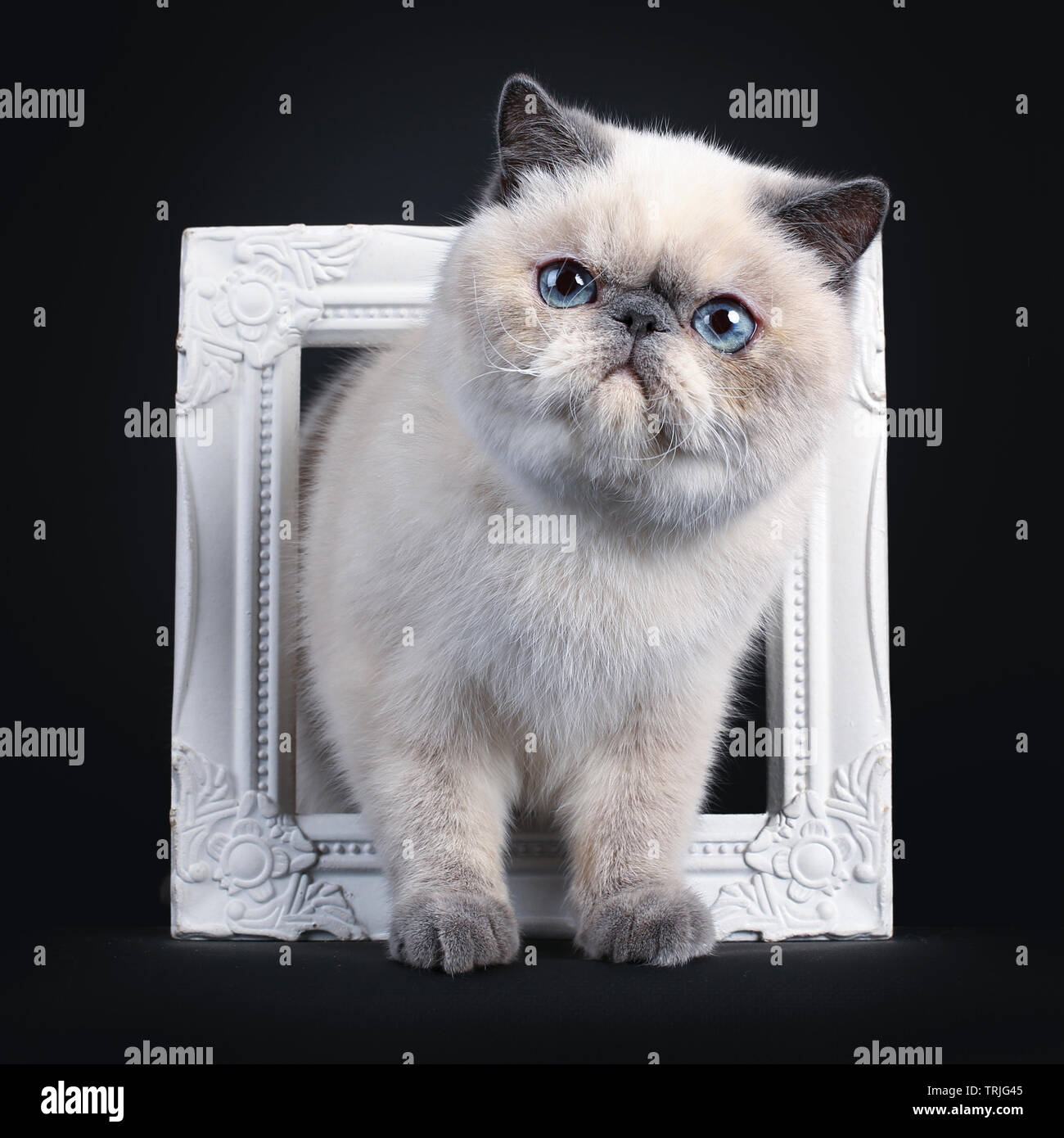 Carino blue tortie point Exotic Shorthair kitten, toccando / in piedi attraverso white photo frame. Guardando al lato con gli occhi blu. Isolato su ba nero Foto Stock
