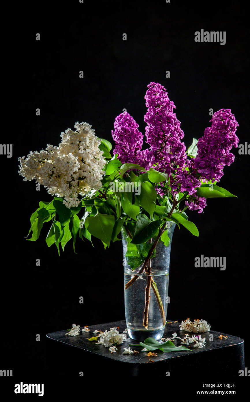 Rami di bianco e viola lillà nel vaso di vetro su sfondo nero. Ramo di primavera di fioritura lilla sul tavolo con sfondo nero. Caduto lila Foto Stock