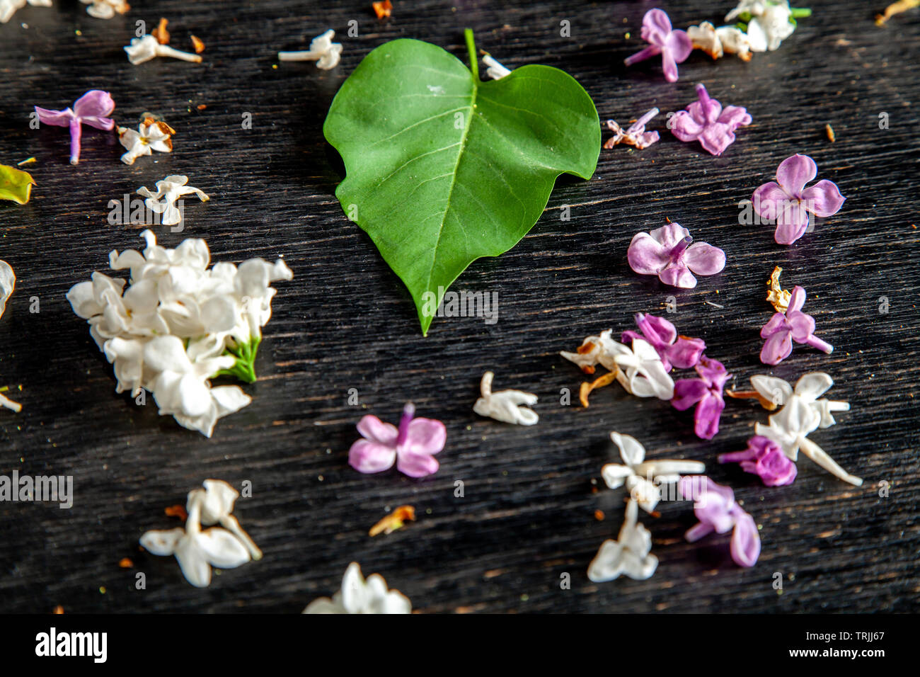 Bianco e viola caduti fiori lilla e foglia verde sulla tavola nera. Sfondo scuro di foglia verde e caduti fiori lilla. Foto Stock