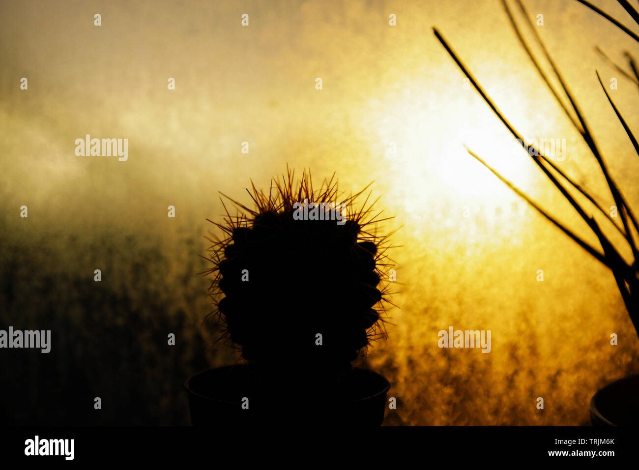 Silhouette piccolo cactus in pentola con la luce dalla finestra, luce dorata Foto Stock