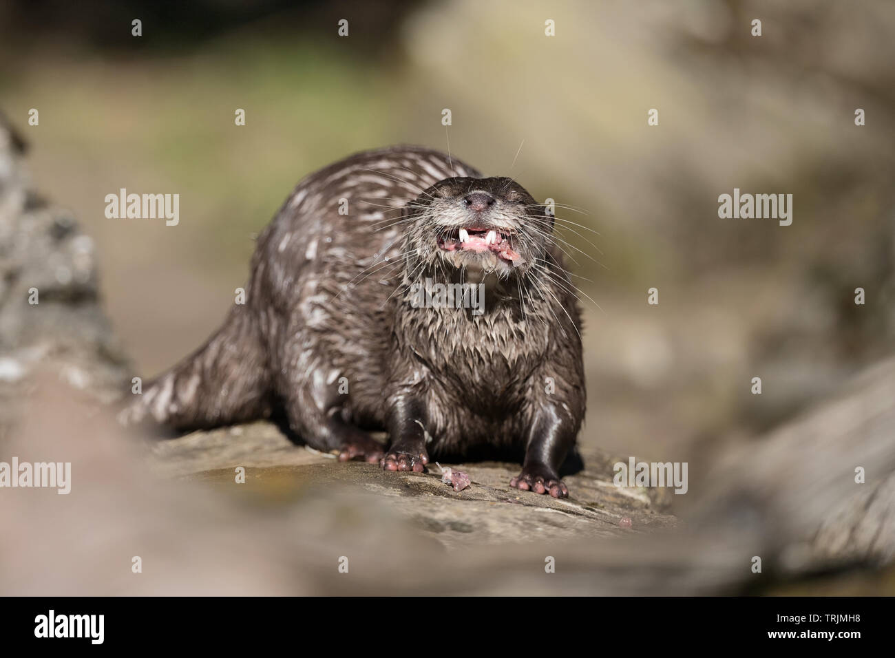 Asian piccoli artigli lontra (Aonyx cinerea) mangiando un pesce, facendo facce buffe Foto Stock