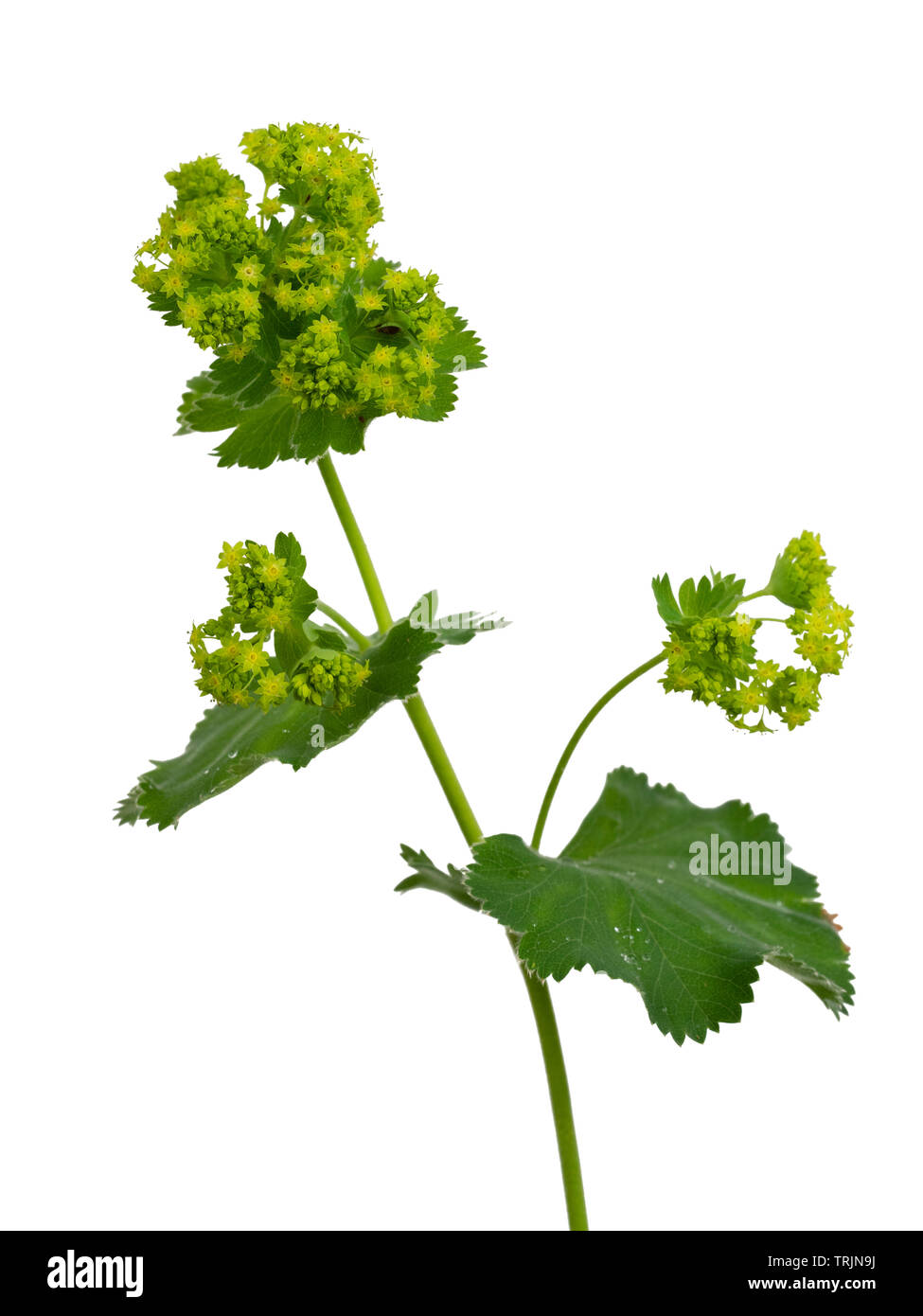 Singolo gambo dei fiori del giardino cottage perenne lady del mantello, Alchemilla mollis, su sfondo bianco Foto Stock