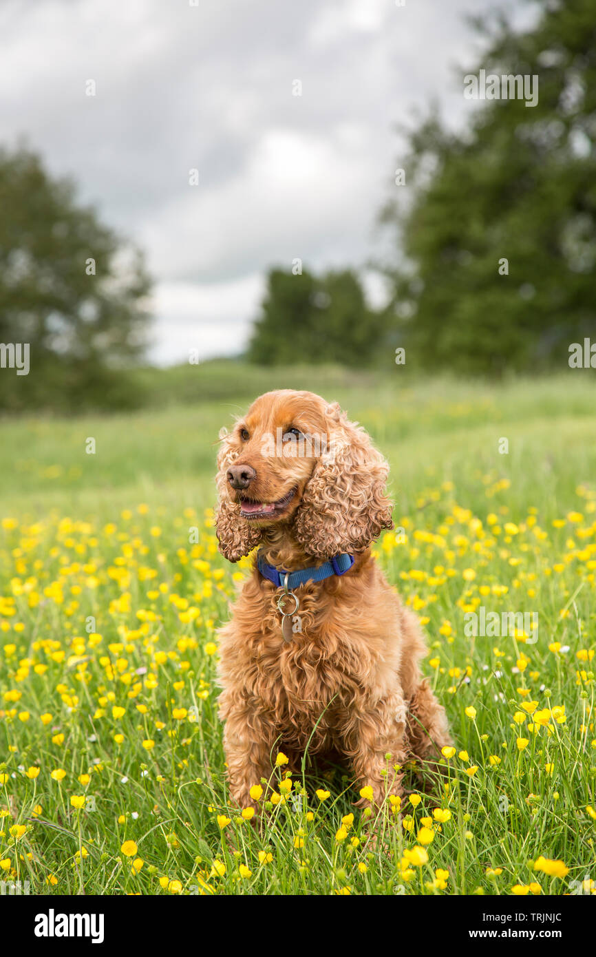 Vista frontale ritratto di bel cane rosso cocker spaniel seduto in posizione verticale, isolato all'aperto in campagna, campo rurale di farfalle selvatiche, Regno Unito. Foto Stock