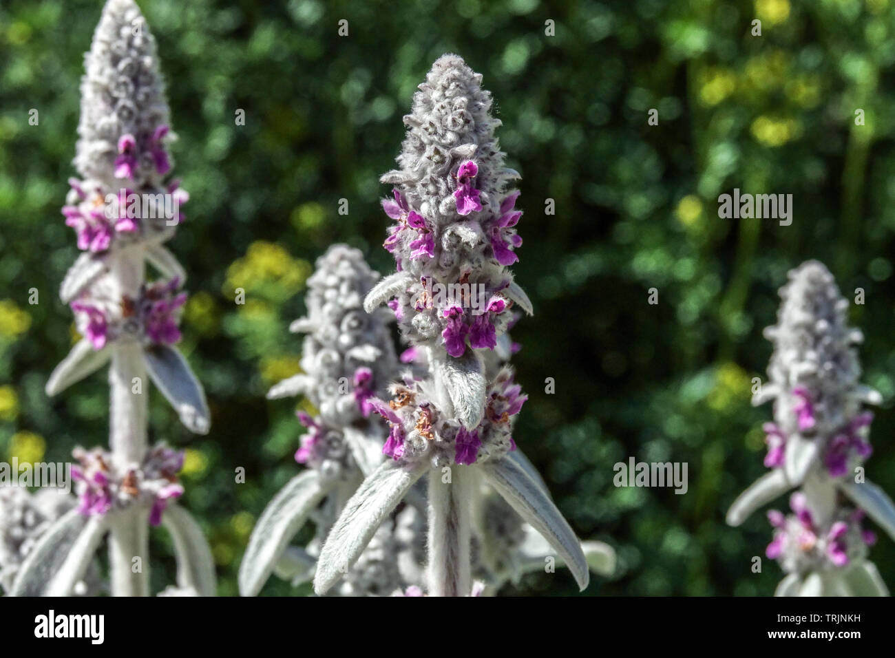 Stachys byzantina 'Silver tappeto', agnelli' orecchie Foto Stock