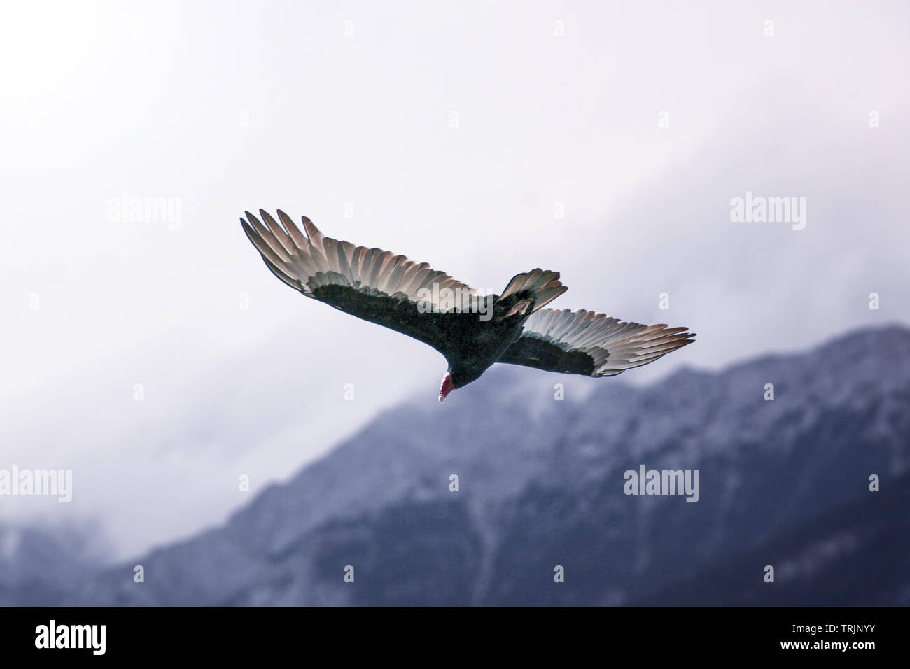 Volare con Condor delle Ande del Perù Foto Stock