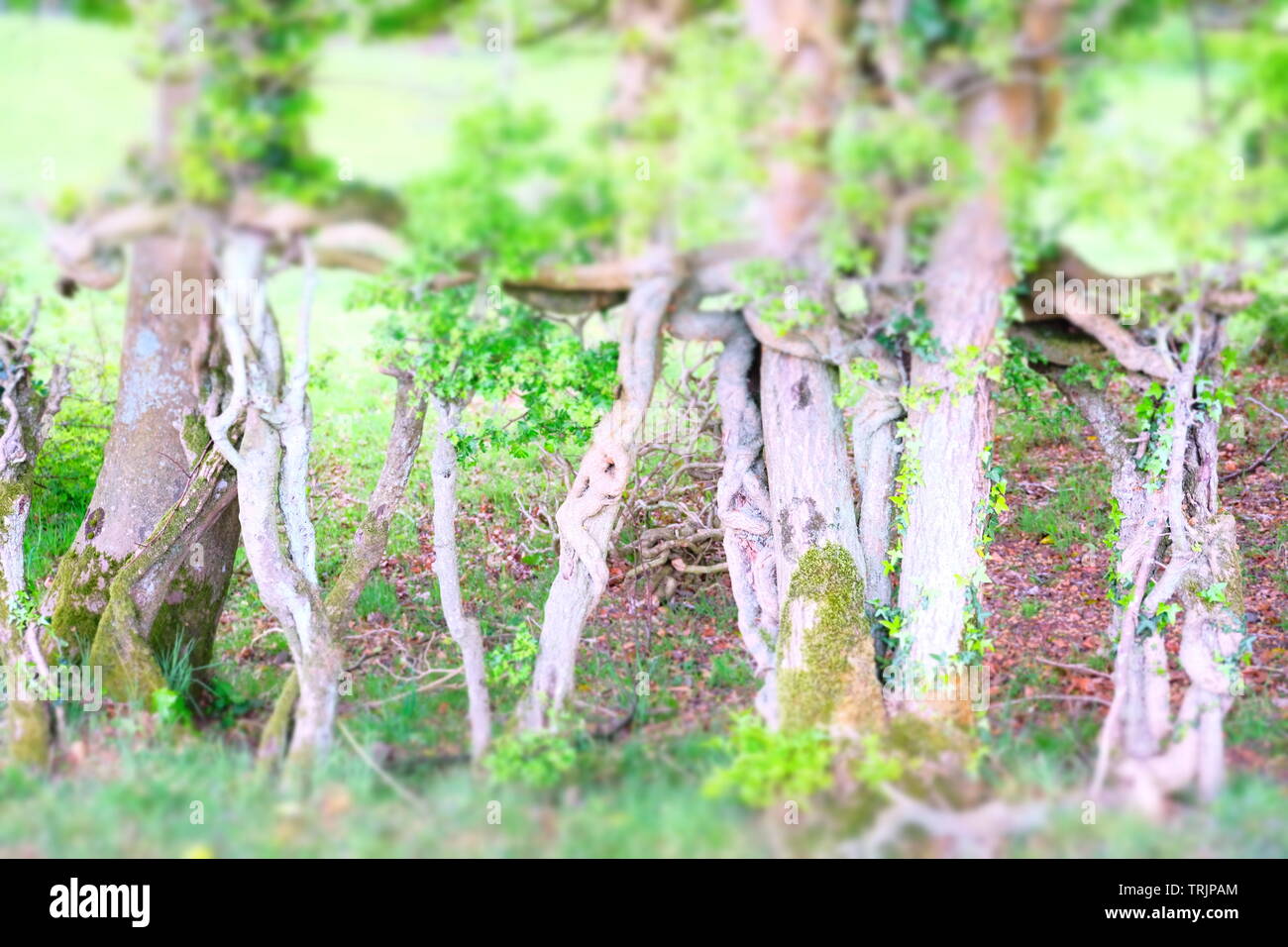 Strana la coltivazione degli alberi Foto Stock