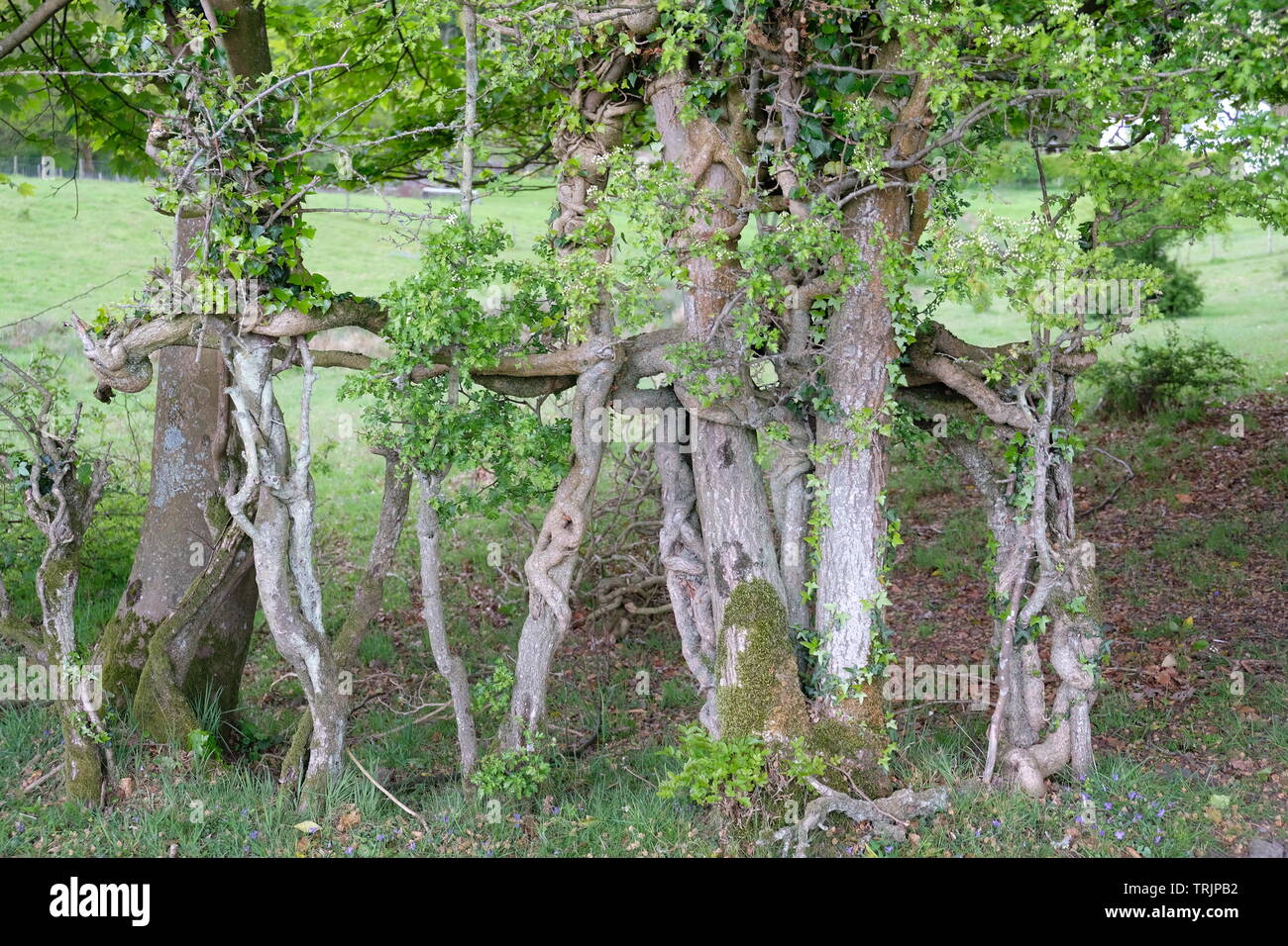Strana la coltivazione degli alberi Foto Stock