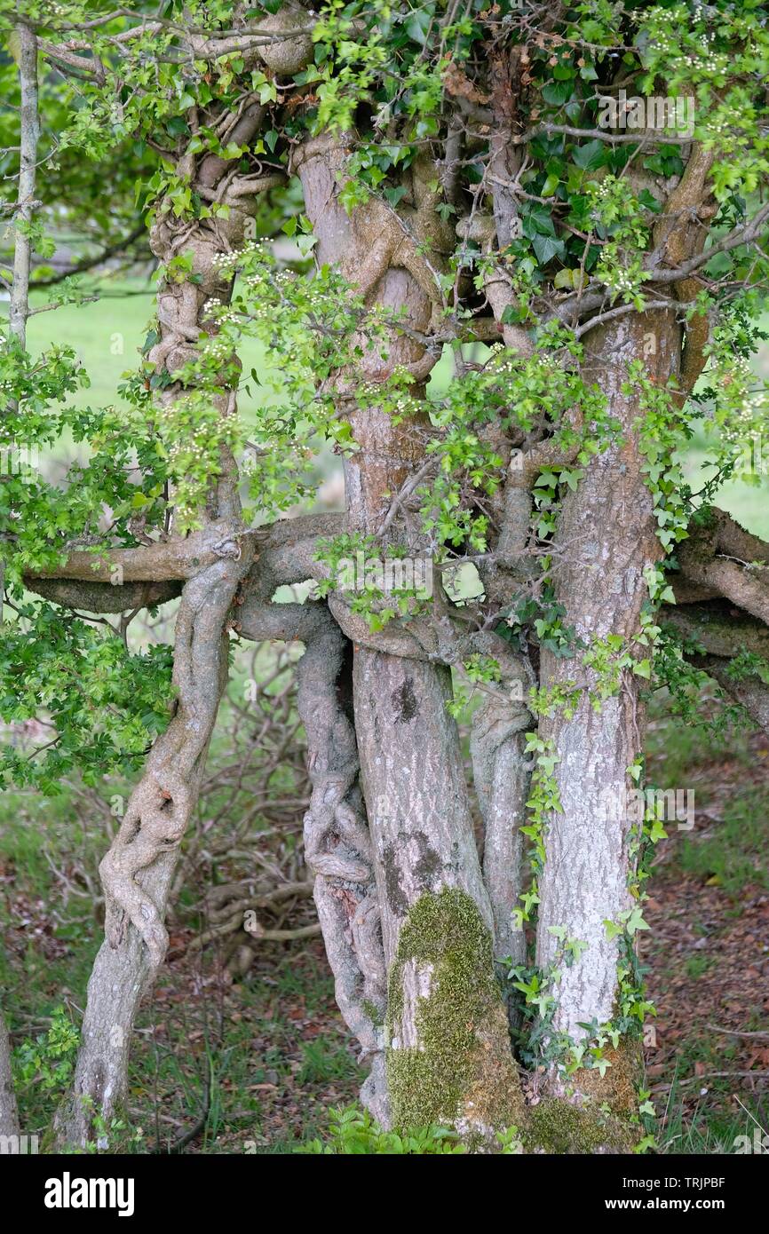 Strana la coltivazione degli alberi Foto Stock