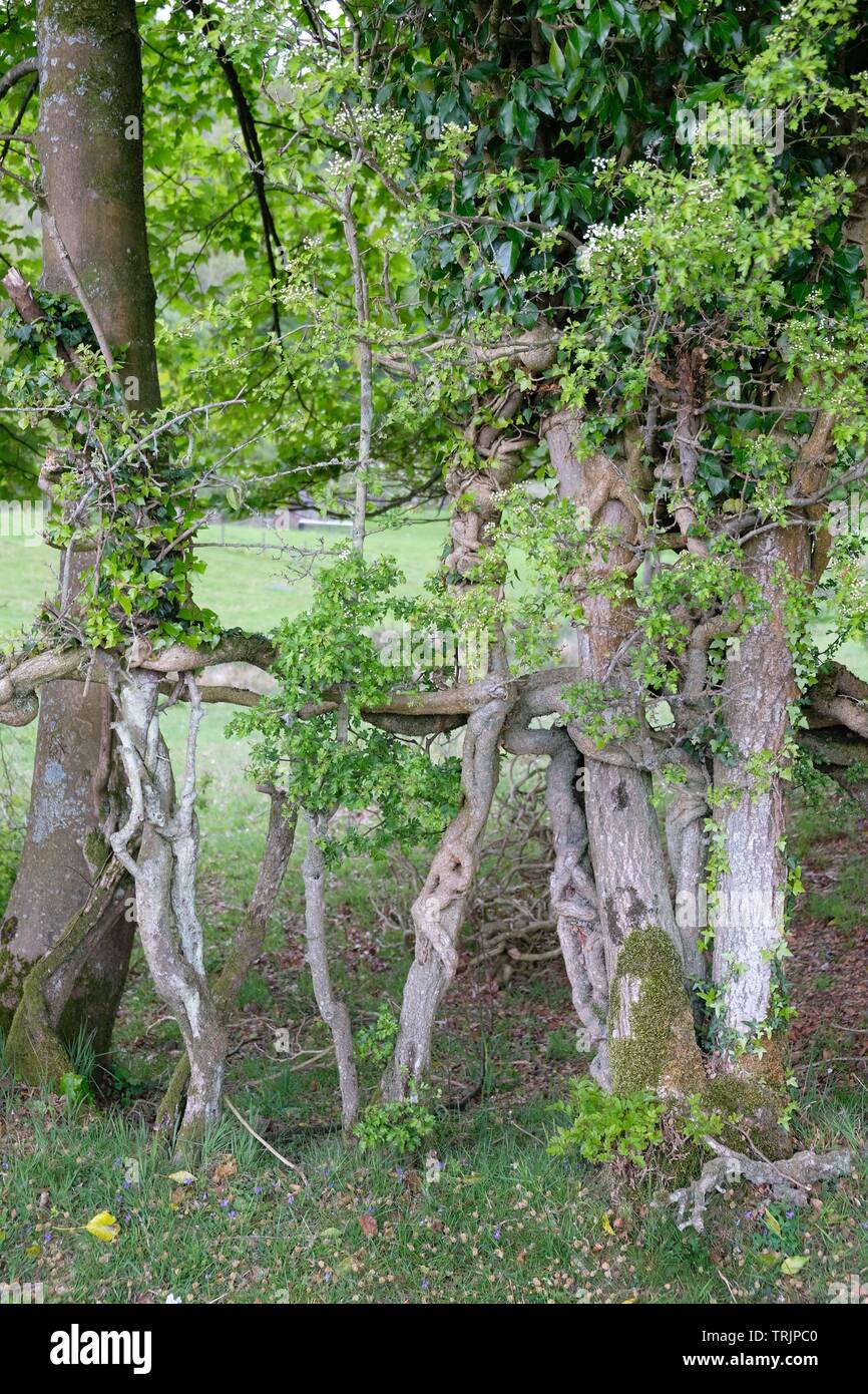 Strana la coltivazione degli alberi Foto Stock