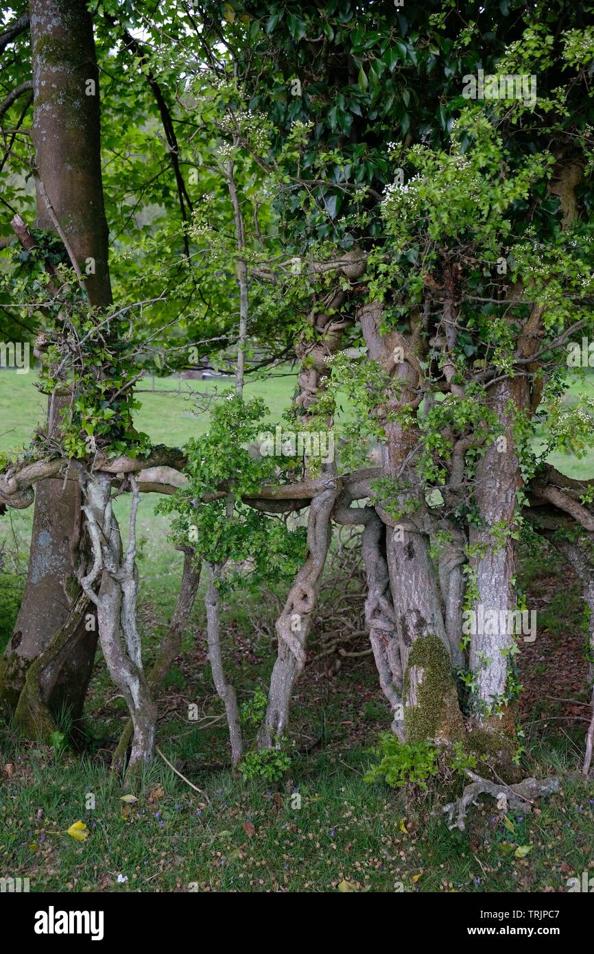 Strana la coltivazione degli alberi Foto Stock