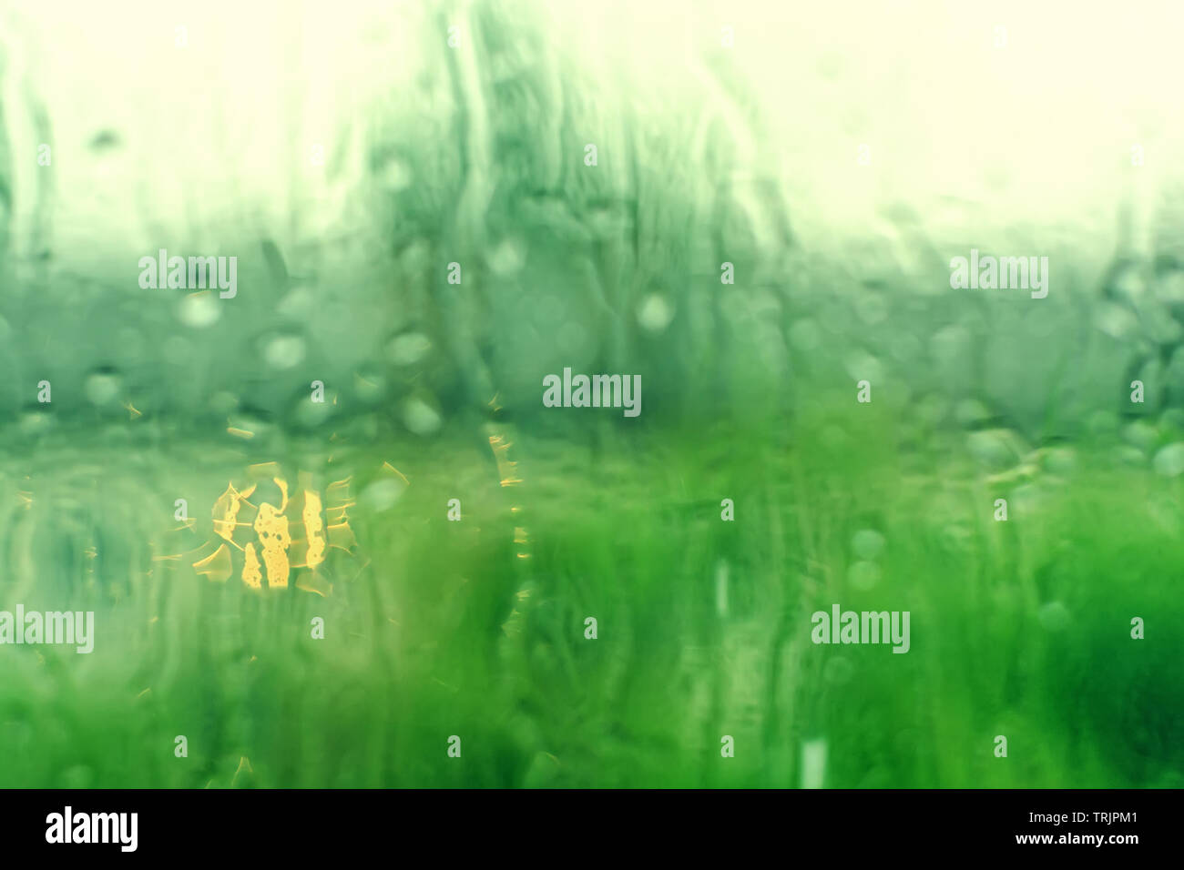 Sfocato delle gocce di pioggia su un sfondo finestra Verde natura bokeh di fondo. Foto Stock