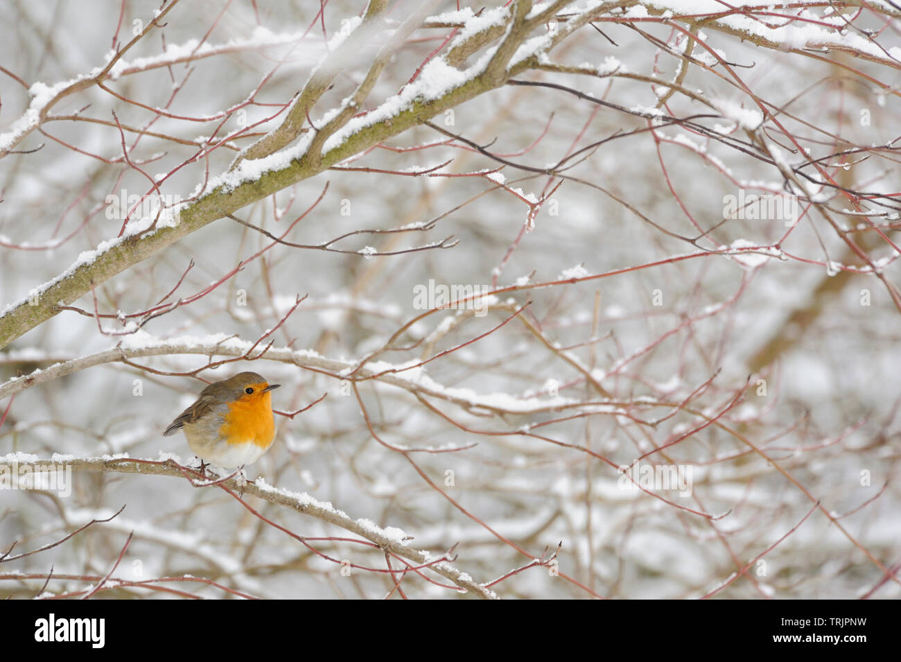 Pettirosso / Rotkehlchen ( Erithacus rubecula ) in inverno duro, un sacco di neve, arroccato in boccole nevoso, uccellino, fauna selvatica, l'Europa. Foto Stock