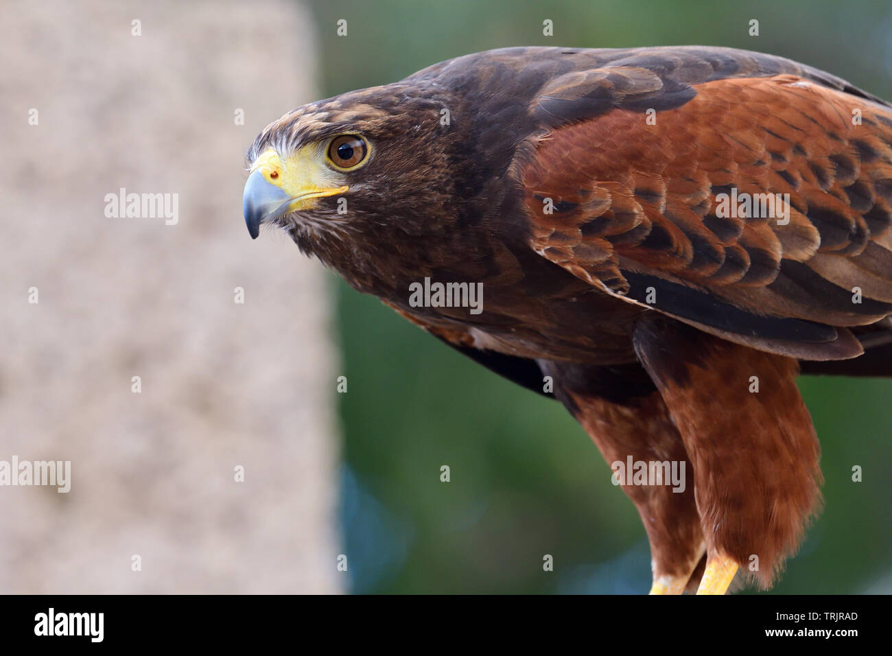 Ritratto di un falco di Harris (parabuteo unicinctus) Foto Stock