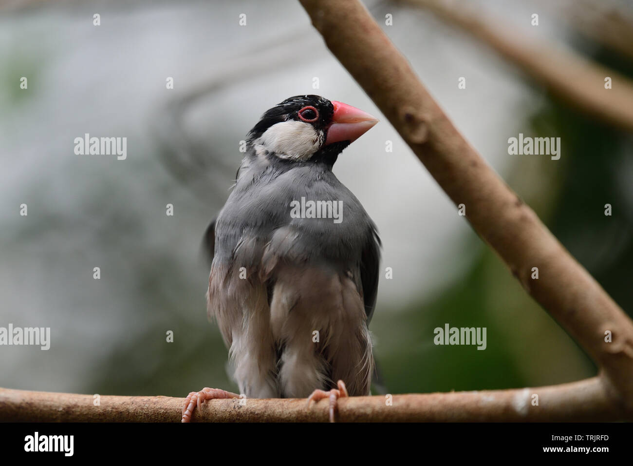 Ritratto di un passero java (lonchura oryzivora) appollaiate su un ramo Foto Stock