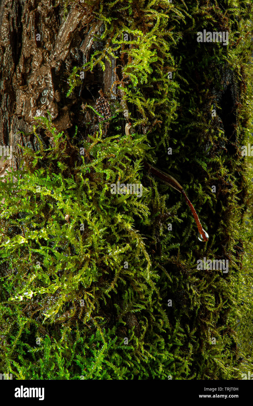 Moss su un registro di marcio nella foresta Foto Stock