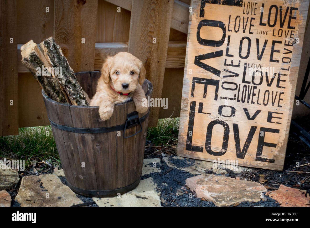 Il F1b Mini Goldendoodle è prodotta da un incrocio F1 Goldendoodle (che è la metà di golden retriever e metà barboncino standard) con un mini barboncino. Foto Stock