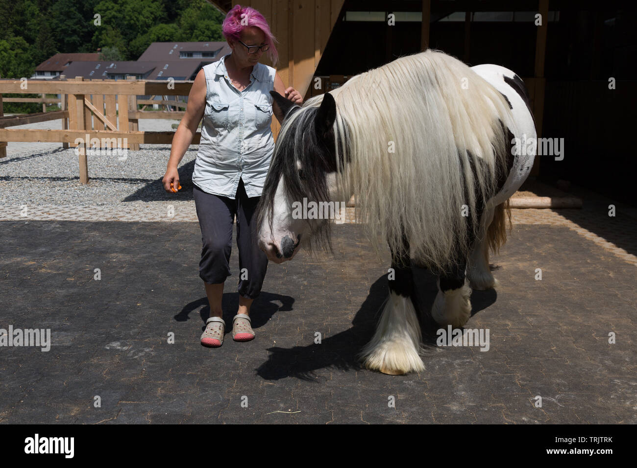 Una rosa dai capelli donna tedesca treni una bella Gypsy Cob cavallo in Argovia, Svizzera. Foto Stock