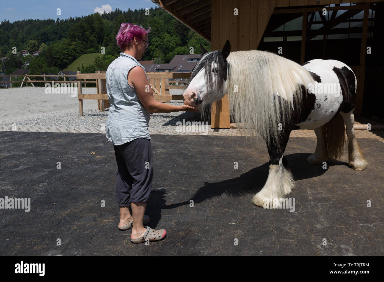 Una rosa dai capelli donna tedesca dà un trattamento per un bellissimo Gypsy Cob cavallo in Argovia, Svizzera. Foto Stock