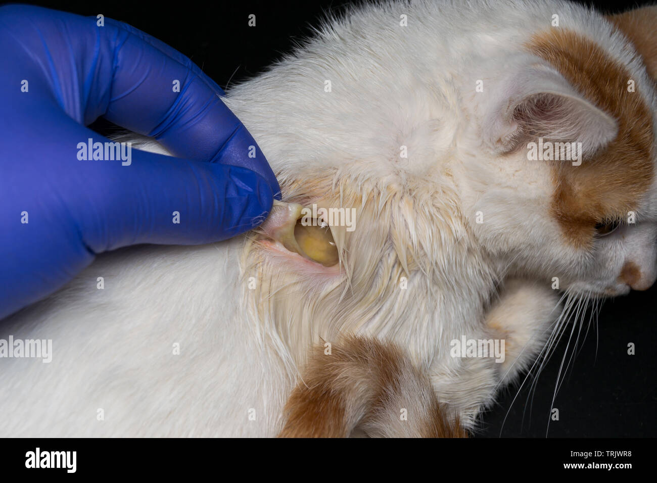 Ampia ferita sulla pelle di un gatto dopo trattamento antibiotico,  iniezione sottocutanea Foto stock - Alamy