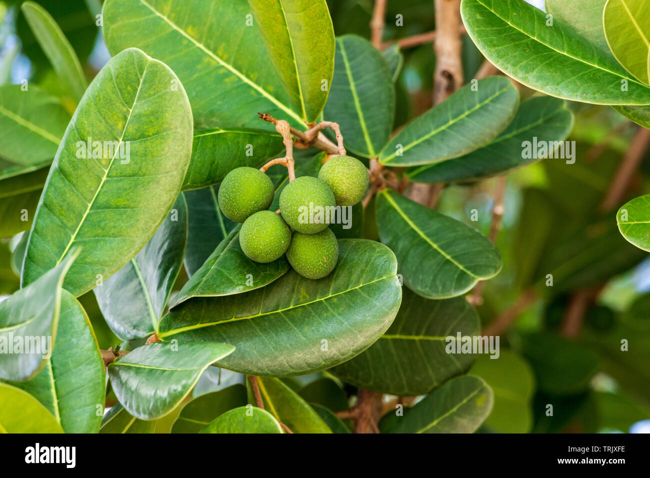 Shortleaf fig a.k.a. banyantree selvatico (Ficus citrifolia) frutta verde closeup - Anne Kolb / West Lake Park, Hollywood, Florida, Stati Uniti d'America Foto Stock